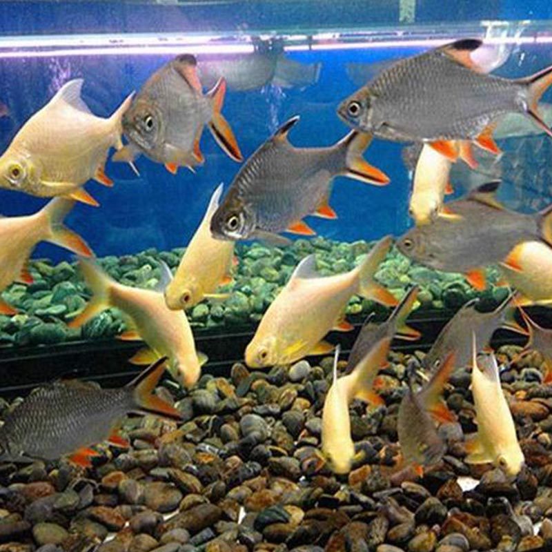 金凤银凤活体热带观赏鱼双线侧鱼泰国金银元宝鱼