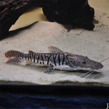 鲨鱼虎斑热带邮包包邮包观赏鱼凶猛鸭嘴大型淡水鲨鱼