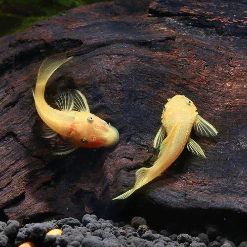 热带草缸手包能手藻小工具混养活体子鱼胡子鱼鱼