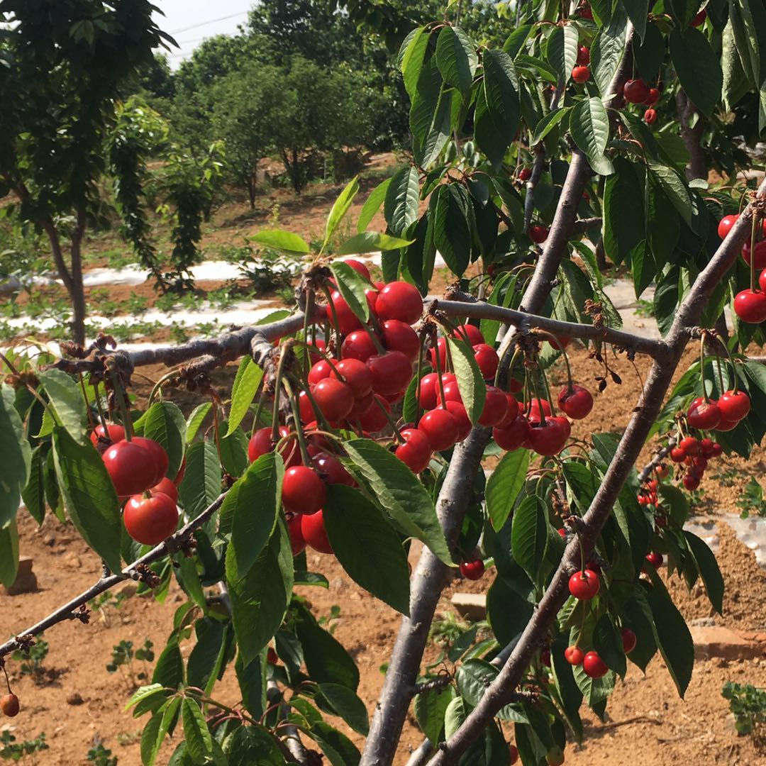 樱桃樱桃树树苗盆栽车厘子山东嫁接南北方种植地栽果树