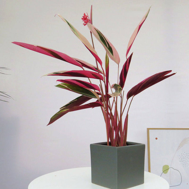 花卉植物凤凰羽水培植室内绿植盆栽富贵竹养好绿植