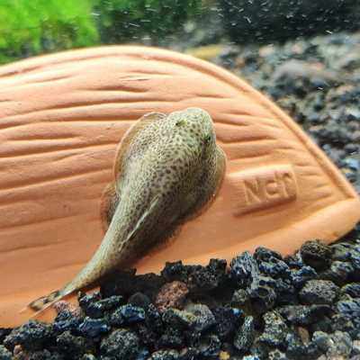 吃屎清道夫小型热带鱼垃圾冷水冷水鱼鱼缸清洁工观赏鱼