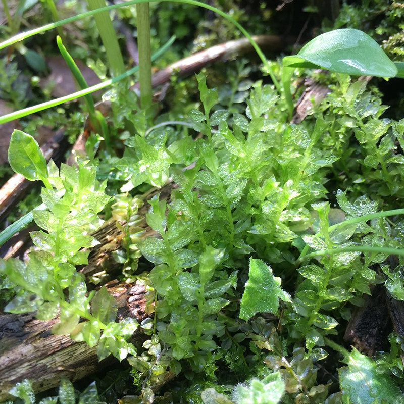 苔藓微景观野生尖叶匍灯藓吸水石雨林缸水陆缸造景提灯藓匐灯藓_双氙