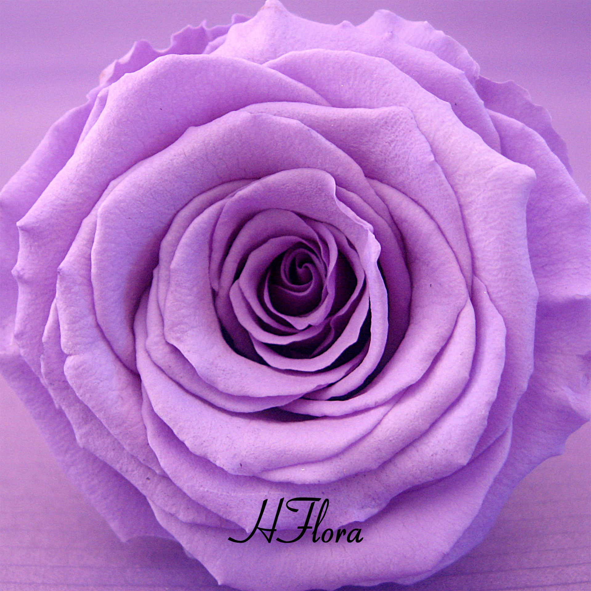 67cm永生玫瑰玫瑰花花头6朵一盒diy永生花礼盒其它