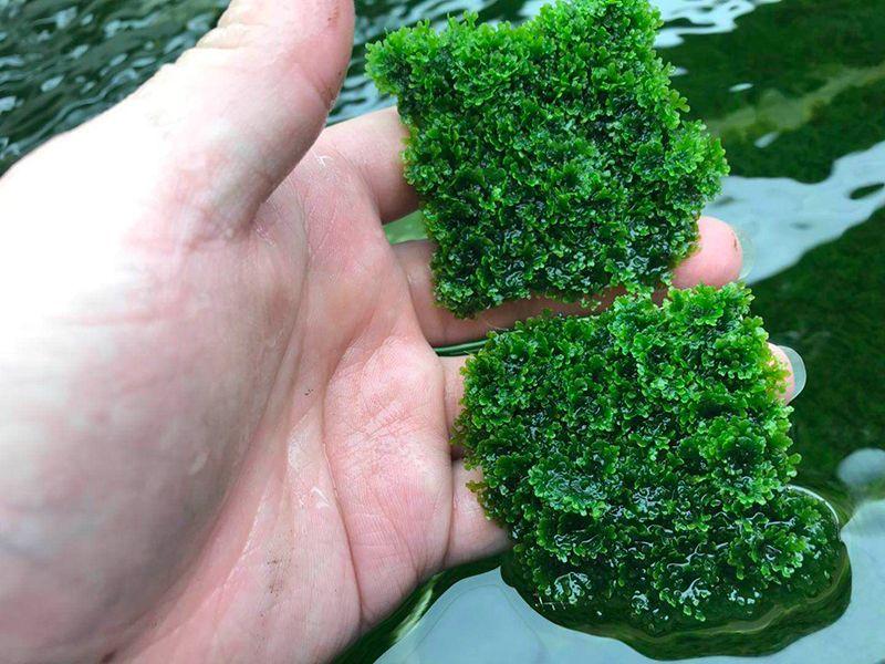 珊瑚莫斯水草淡水植物散装莫丝水草坪树鱼缸造景绑沉木杜鹃根阴性