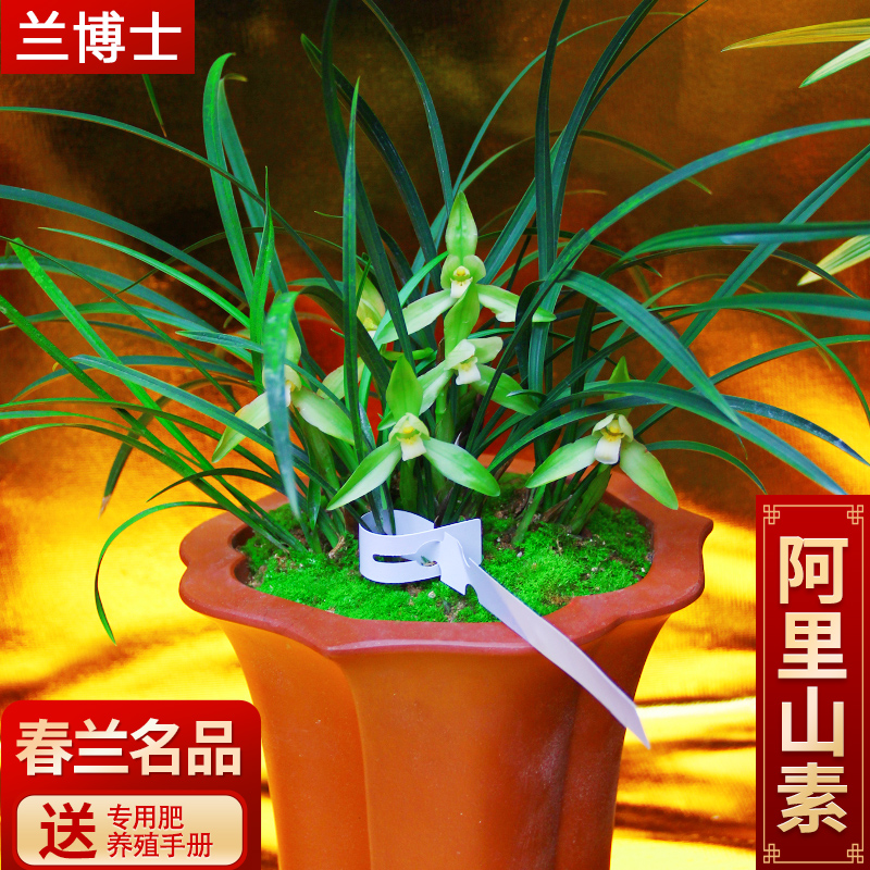 矮种品种观花花卉细叶绿植四季室内传统春兰花卉