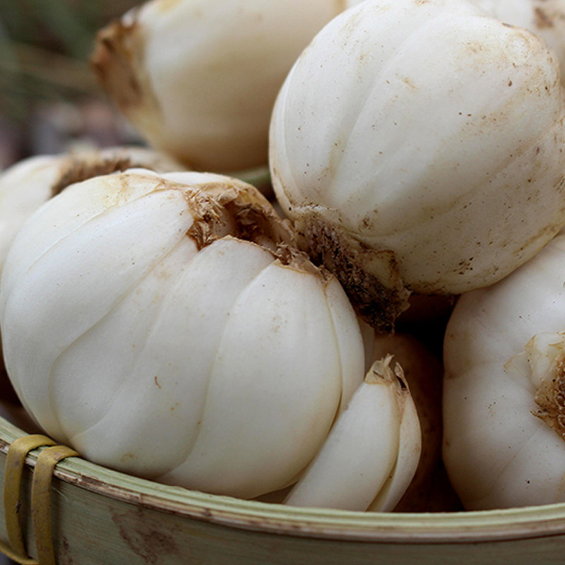 百合甘肃兰州三头新鲜合新鲜纯甜食食用生甜百合干