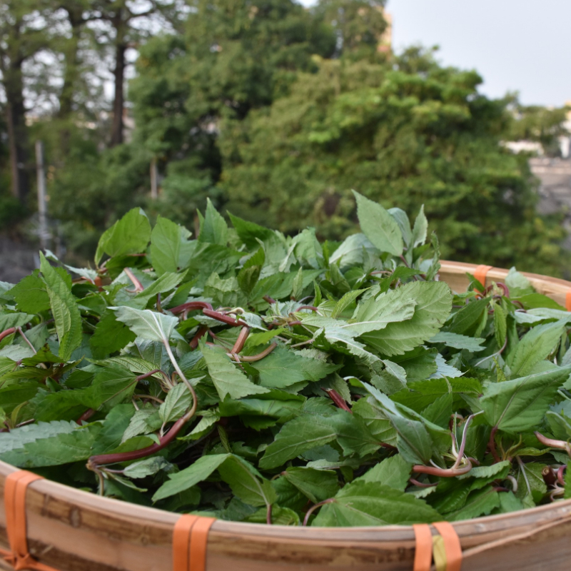 经过潮汕新鲜采摘麻叶帝王菜农农家野菜红麻其它