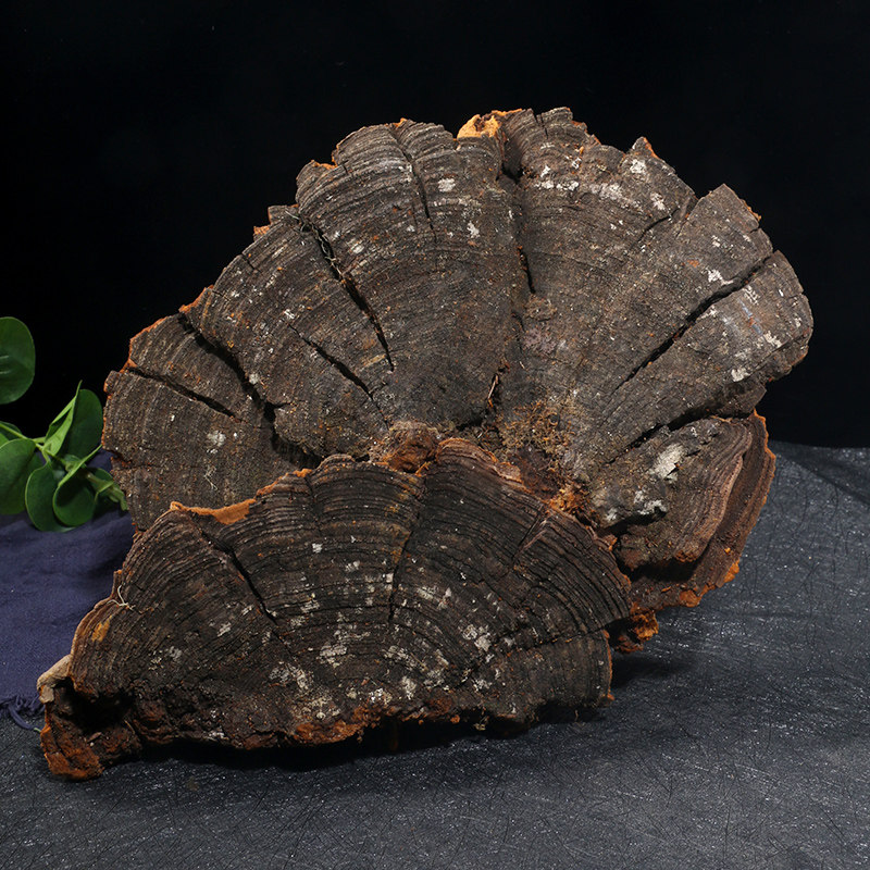 层孔松树松针长白山野生松木桑黄整支灵芝500g整枝灵芝