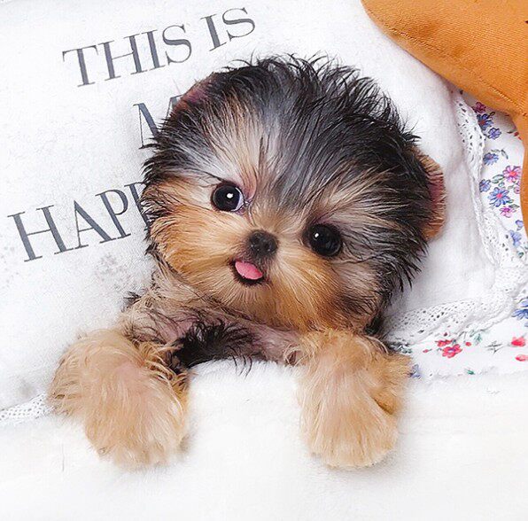 宠物狗狗纯种约克夏幼犬活体约克夏梗迷你茶杯小体家养小型犬真狗