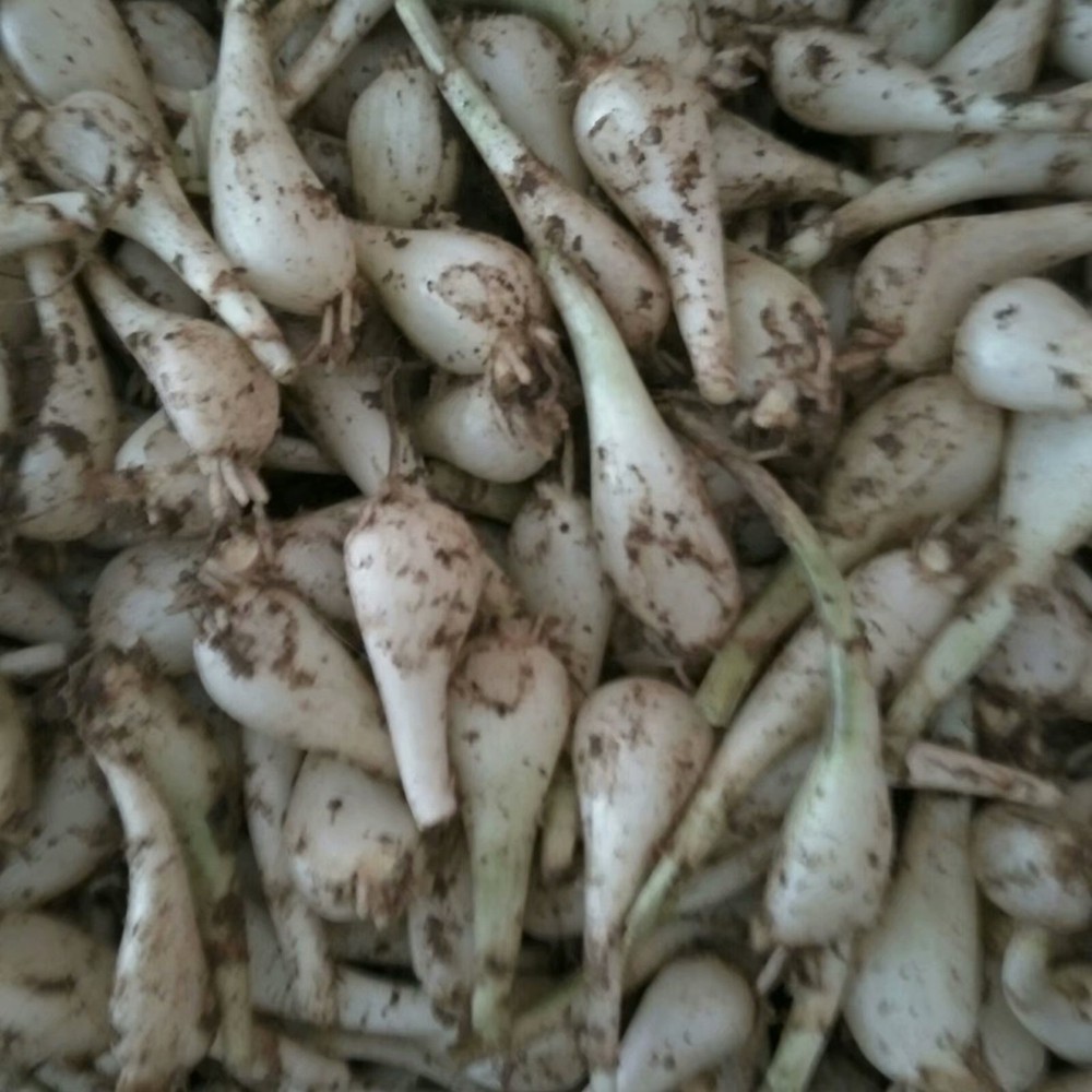 荞头藠头5斤农家自种新鲜小荞头腌制原料其它