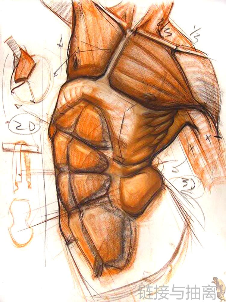 gnomon人体结构艺用解剖1-6全集anatomy workshop手绘charles hu