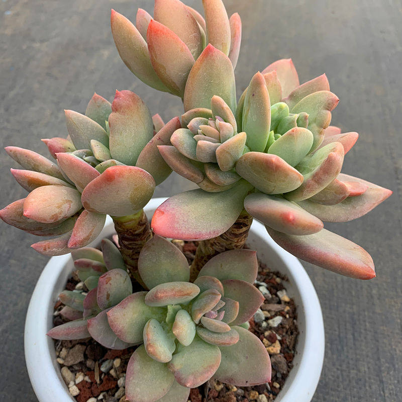 芒果果美人多肉植物精控老桩云南南多肉基地直多肉植物