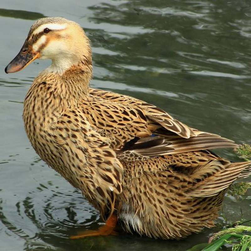 华英麻鸭整只新鲜现杀冷冻生态散养老鸭子水鸭鸭货生鲜鸭肉食材