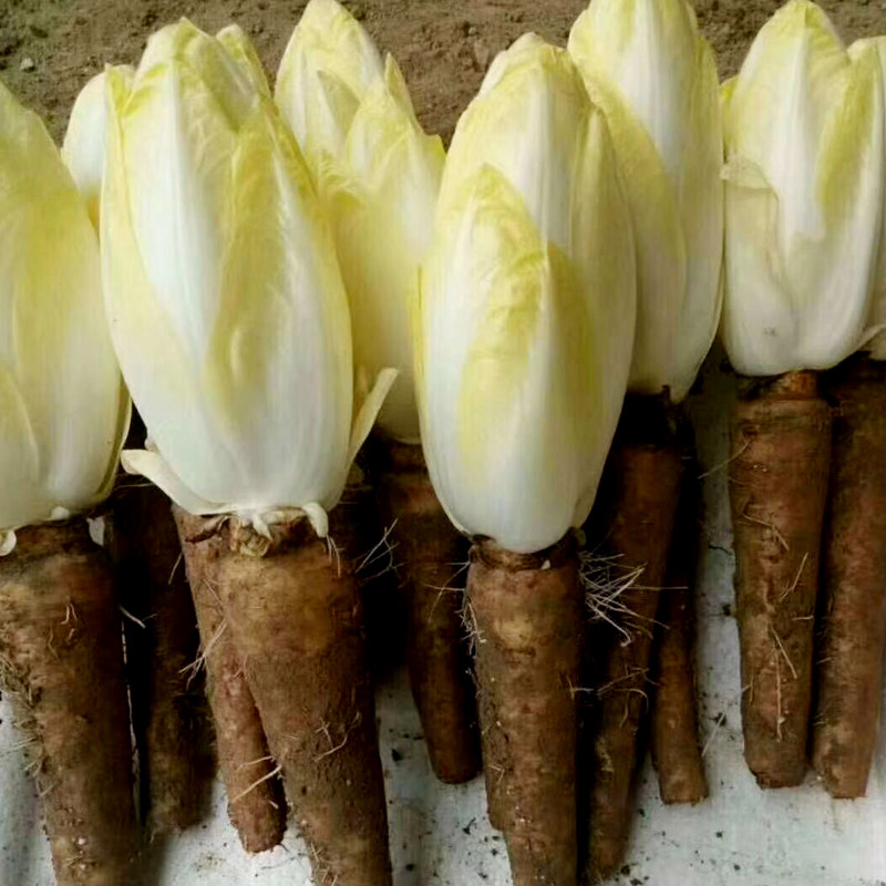 软化菊苣新鲜蔬菜芽球菊苣白玉兰菜金玉兰苦白菜西餐沙拉生菜