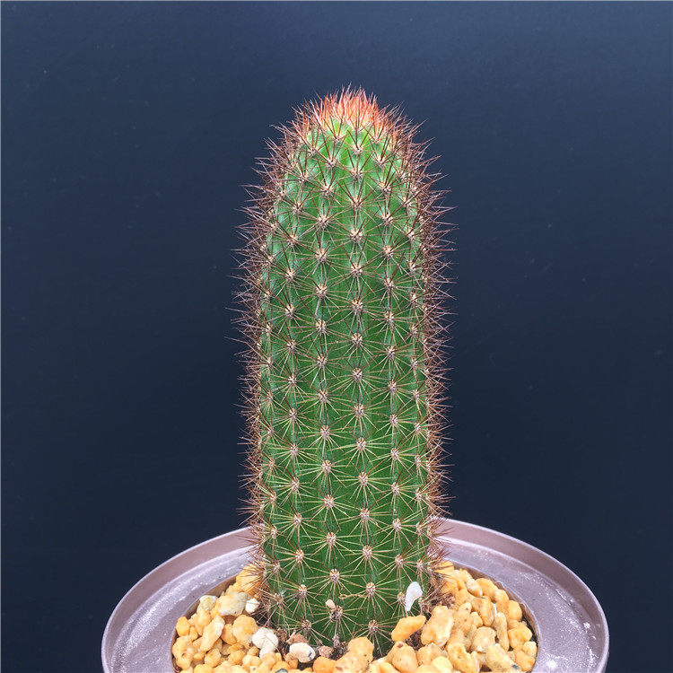 新品对肺好的仙人柱黄金妞简约美观办公桌好看的多肉植物29元包邮