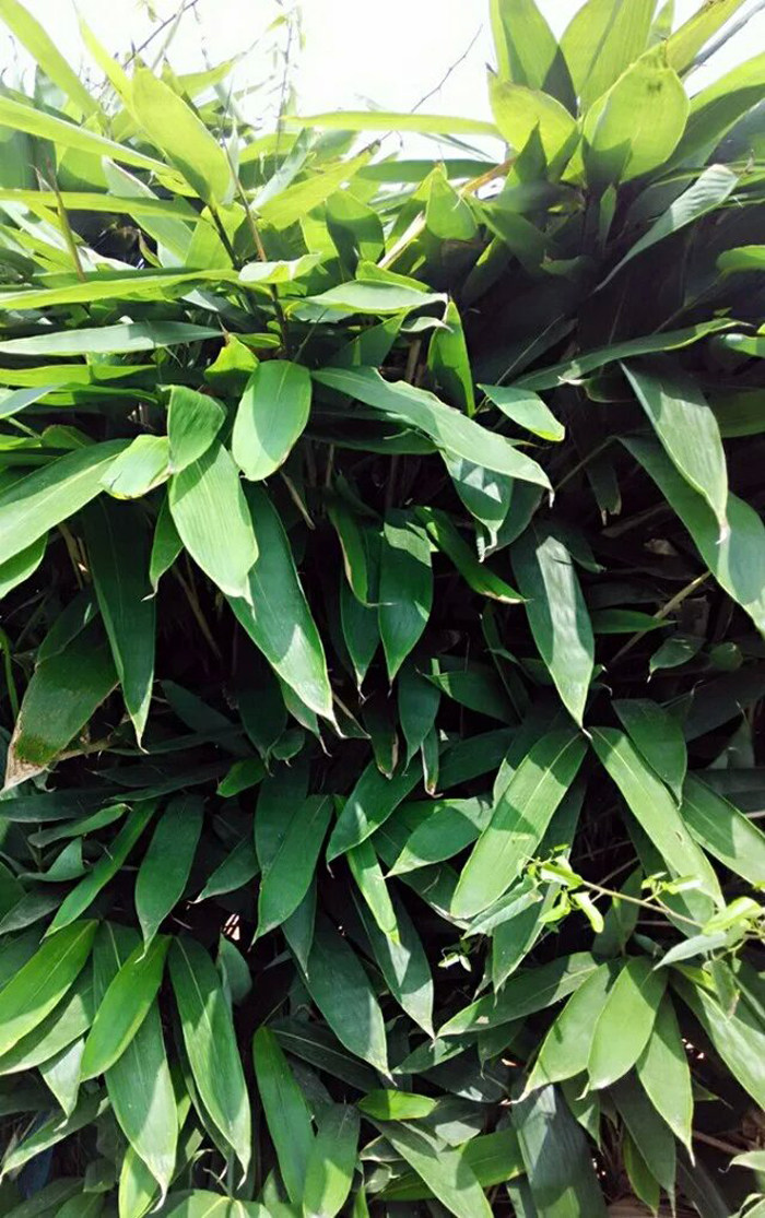 粽叶苗竹叶苗批发野生包粽子叶树苗粽叶种子箸叶苗盆栽满包邮