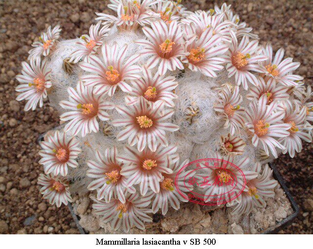 姬玉可爱多种子植物顶多多毛可爱sb500阳台仙人多肉植物