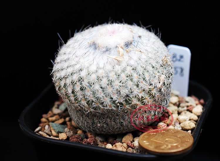 雪顶乌月丸月世界属实仙人epithelanthaunguispina种子多肉植物