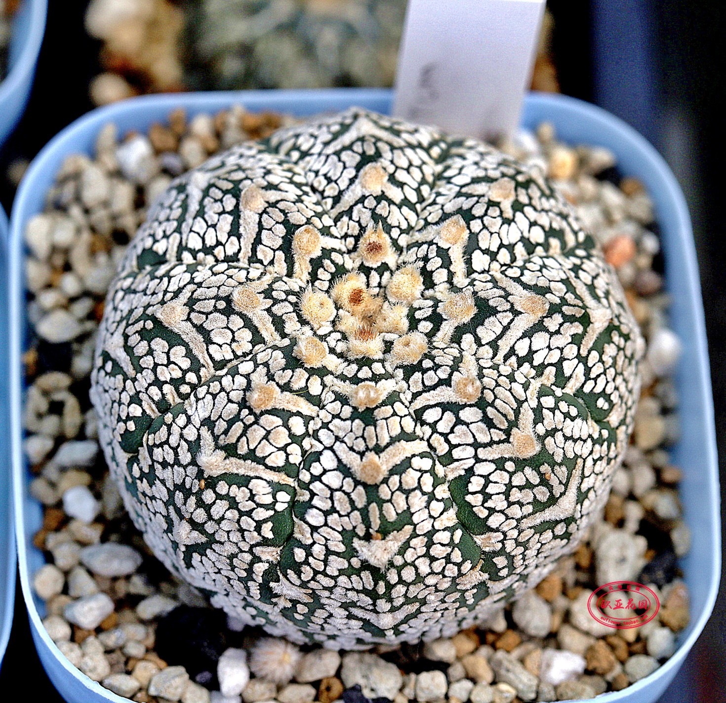 超兜实生仙人输入多肉植物