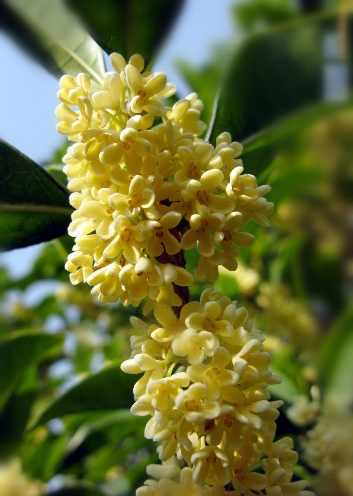 野桂花蜜500克包邮原生态结晶成熟蜜蜂蜜纯农家冬蜜自家1斤包邮