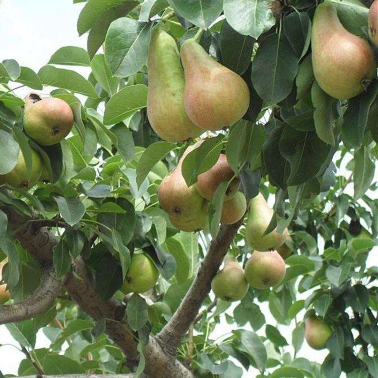 果树树苗梨树珍宝香梨嫁接南北方种植新品种果树