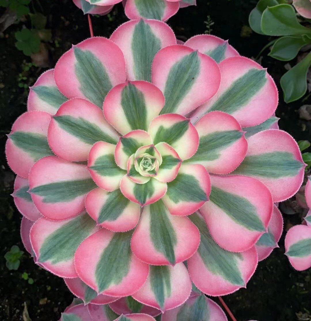 美杜莎朱雀欧嘉莉仙墨水水墨画铜壶白锦缀金丝雀高端多肉植物