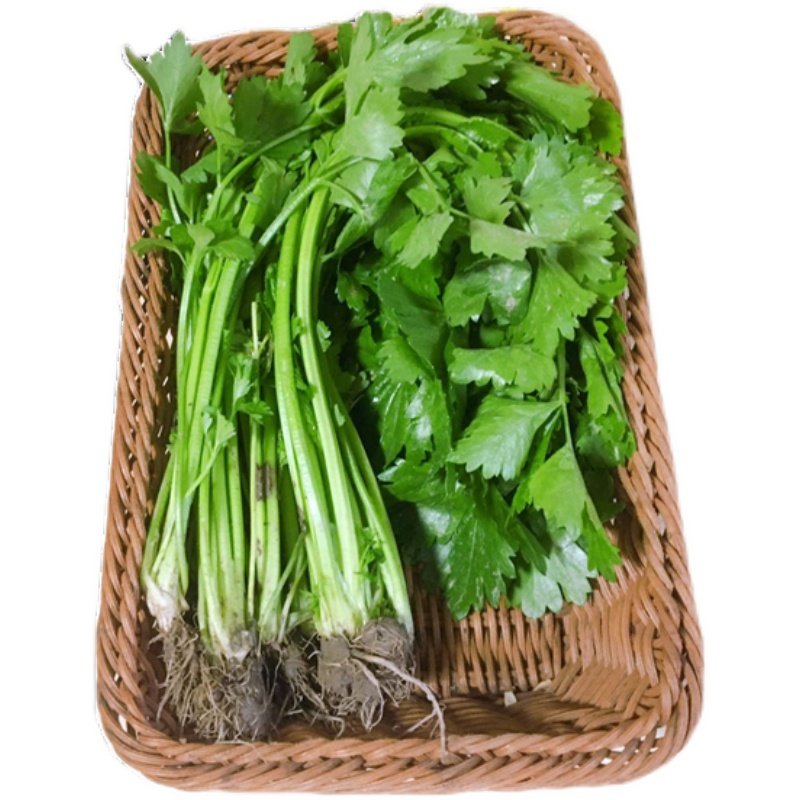 湖北农家自种新鲜土芹菜小香芹鲜嫩露天芹菜水芹菜非西芹2斤包邮