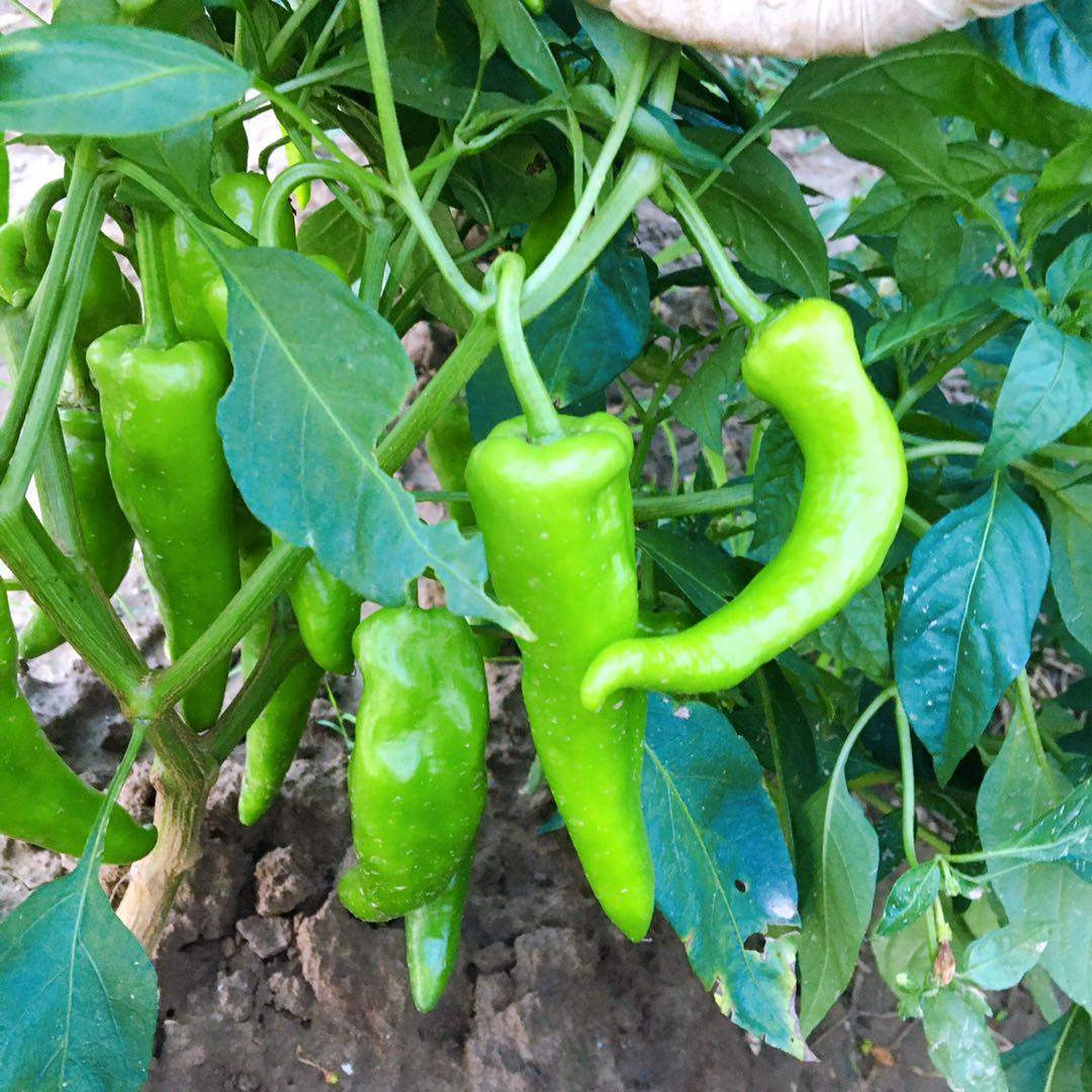 辣椒湖北农家自种新鲜超辣青椒本地薄皮3斤辣椒