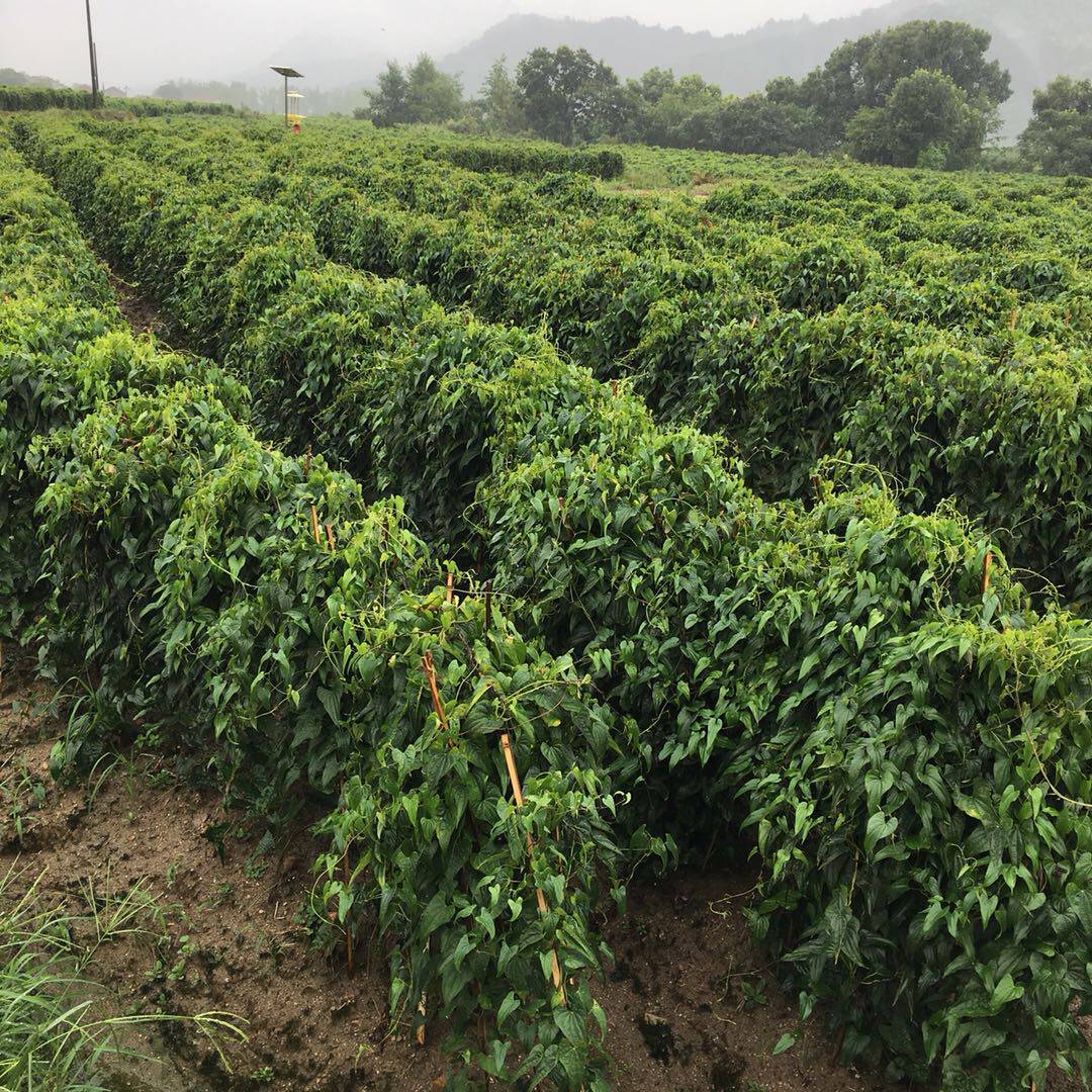 湖北武穴地理标志性农产品佛手山药佛掌山药粉糯煲汤山药5斤包邮