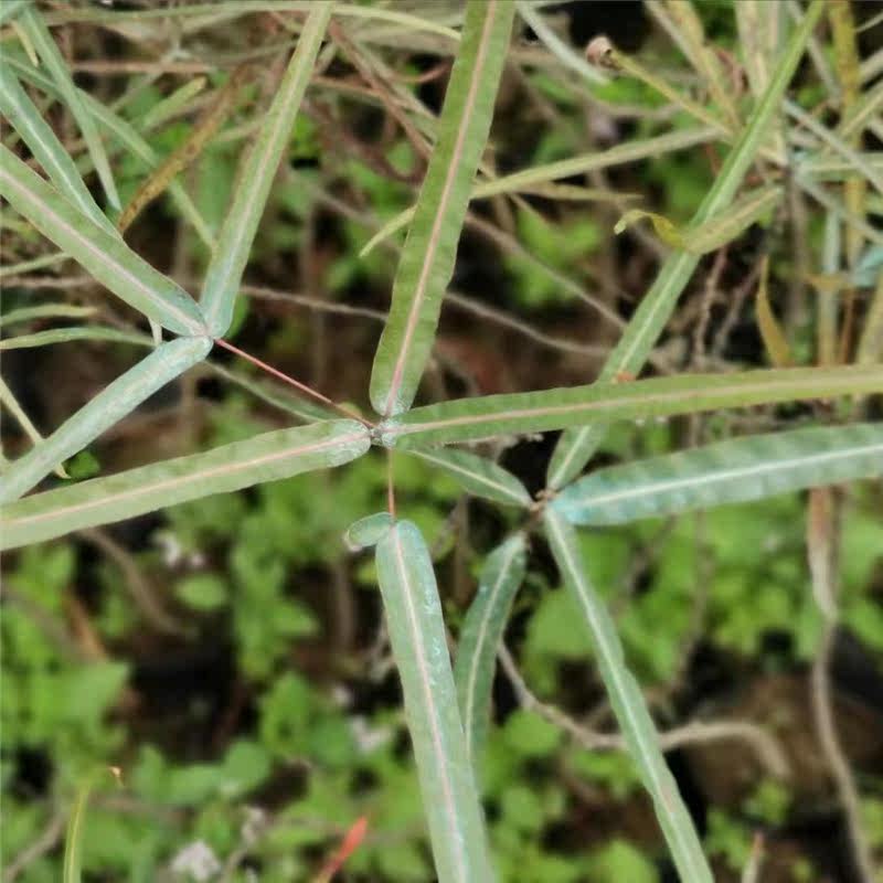 佛肚瓶子树澳洲稀有树苗庭院植物别墅风景室外大型公园昆士兰瓶树