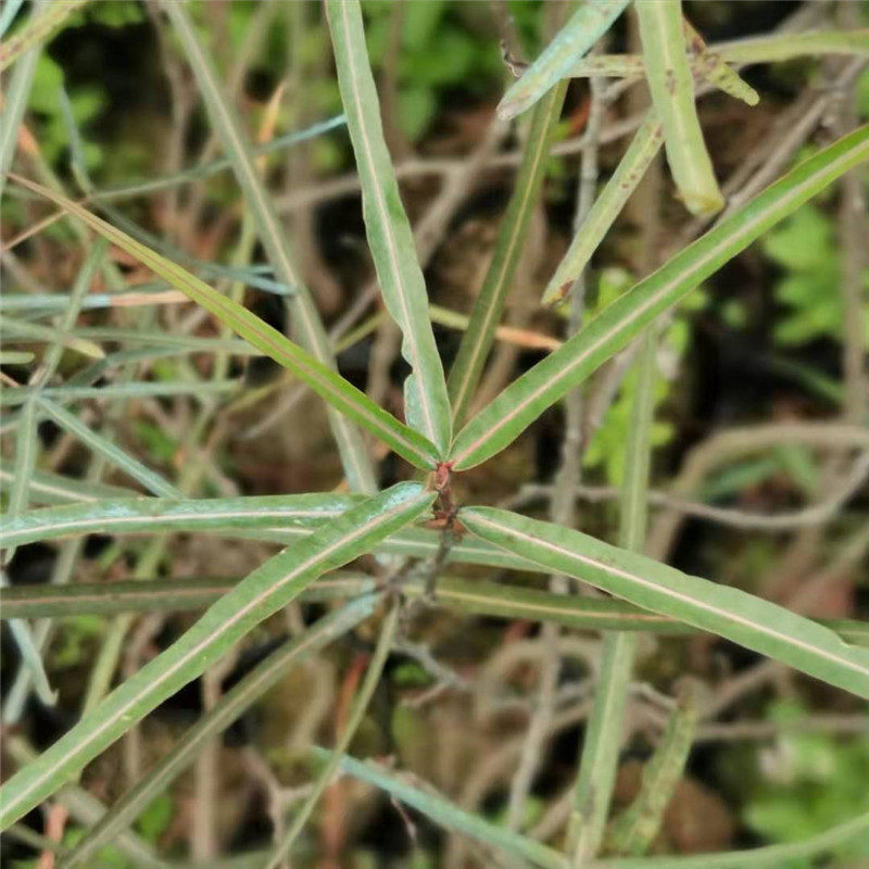 佛肚瓶子树澳洲稀有树苗庭院植物别墅风景室外大型公园昆士兰瓶树
