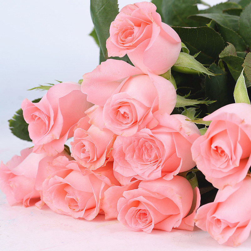 钱家花卉月季浓香大花植物绿植观花粉色花园时令草本花卉