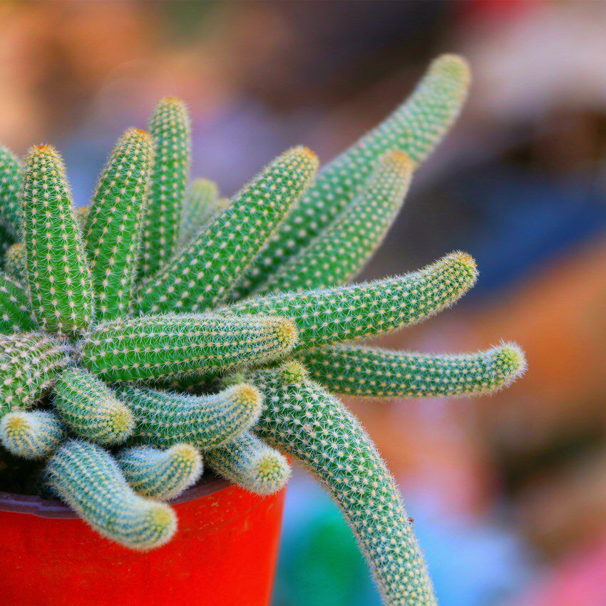 毛毛虫白檀仙人掌仙人盆栽垂吊开花多肉植物花卉多肉植物