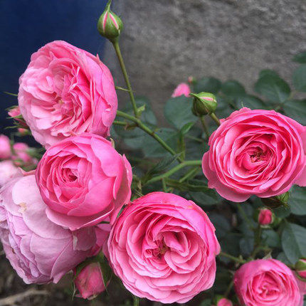 粉色丰花月季超感超级多头多季开花阳台盆栽时令草本花卉