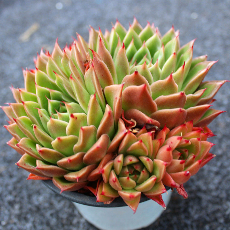 多肉米多青椒东云间谍植物厘米群生黄底红多肉植物