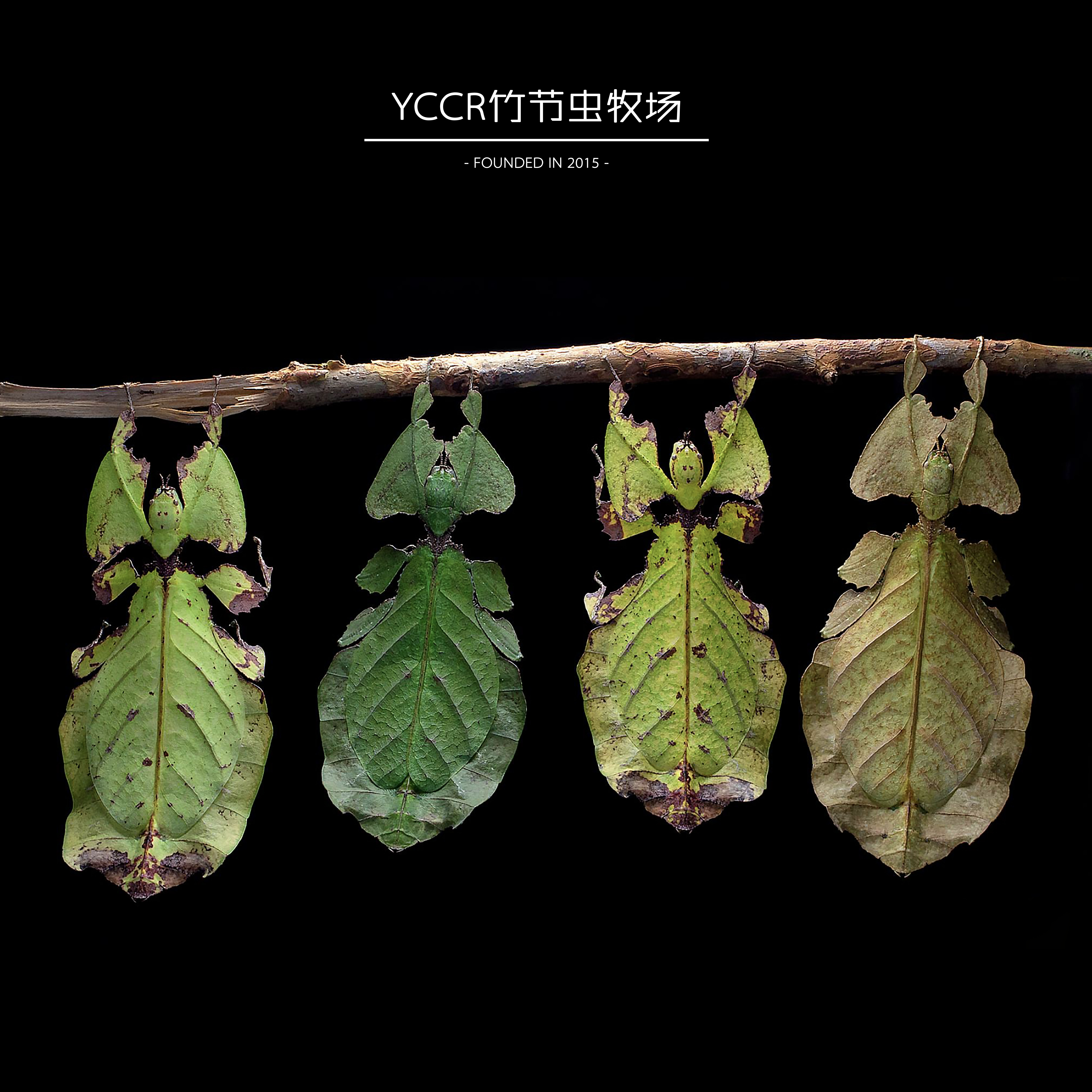 竹节节虫马来巨人叶虫巨型宠物昆虫奇趣科普其他爬虫