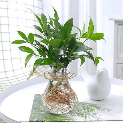 竹柏树苗盆栽水培盆景柏树二年年高1530绿植