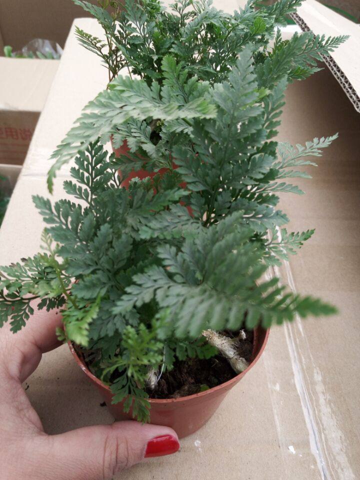 狼尾平安蕨室铁线绿植盆栽蕨类植物盆景绿植