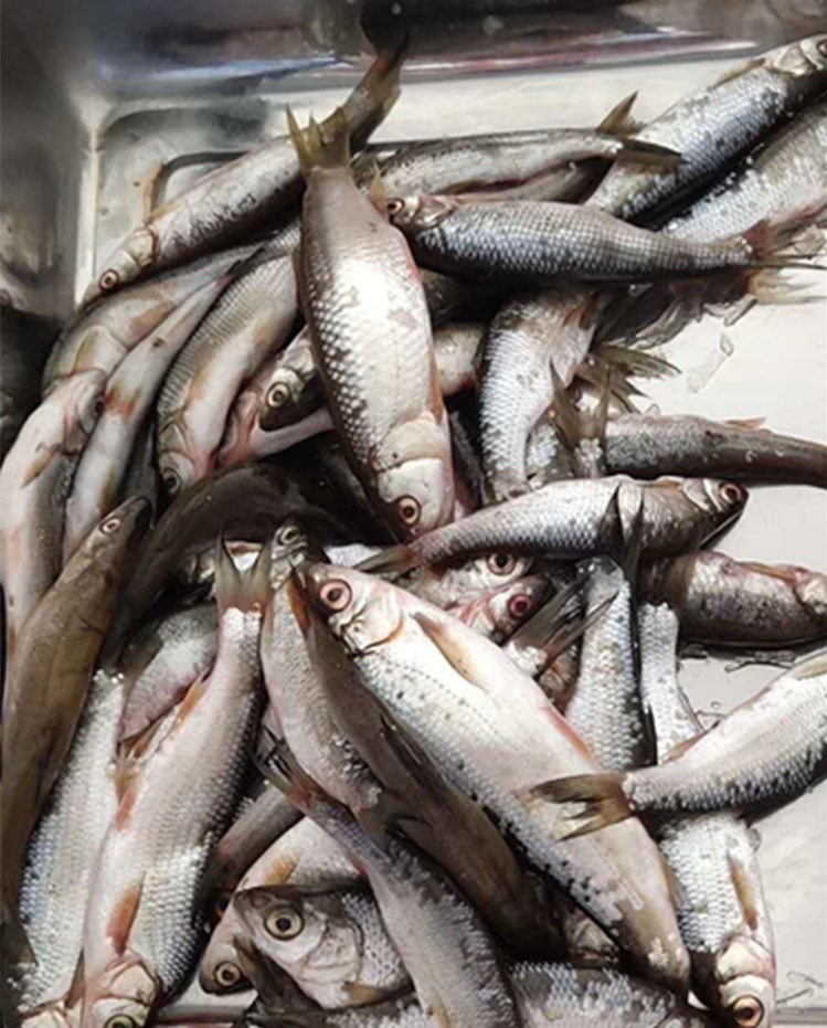 冷水鱼丫罗鲤鱼大兴安岭野生雅罗当日捕捞提前淡水鱼类