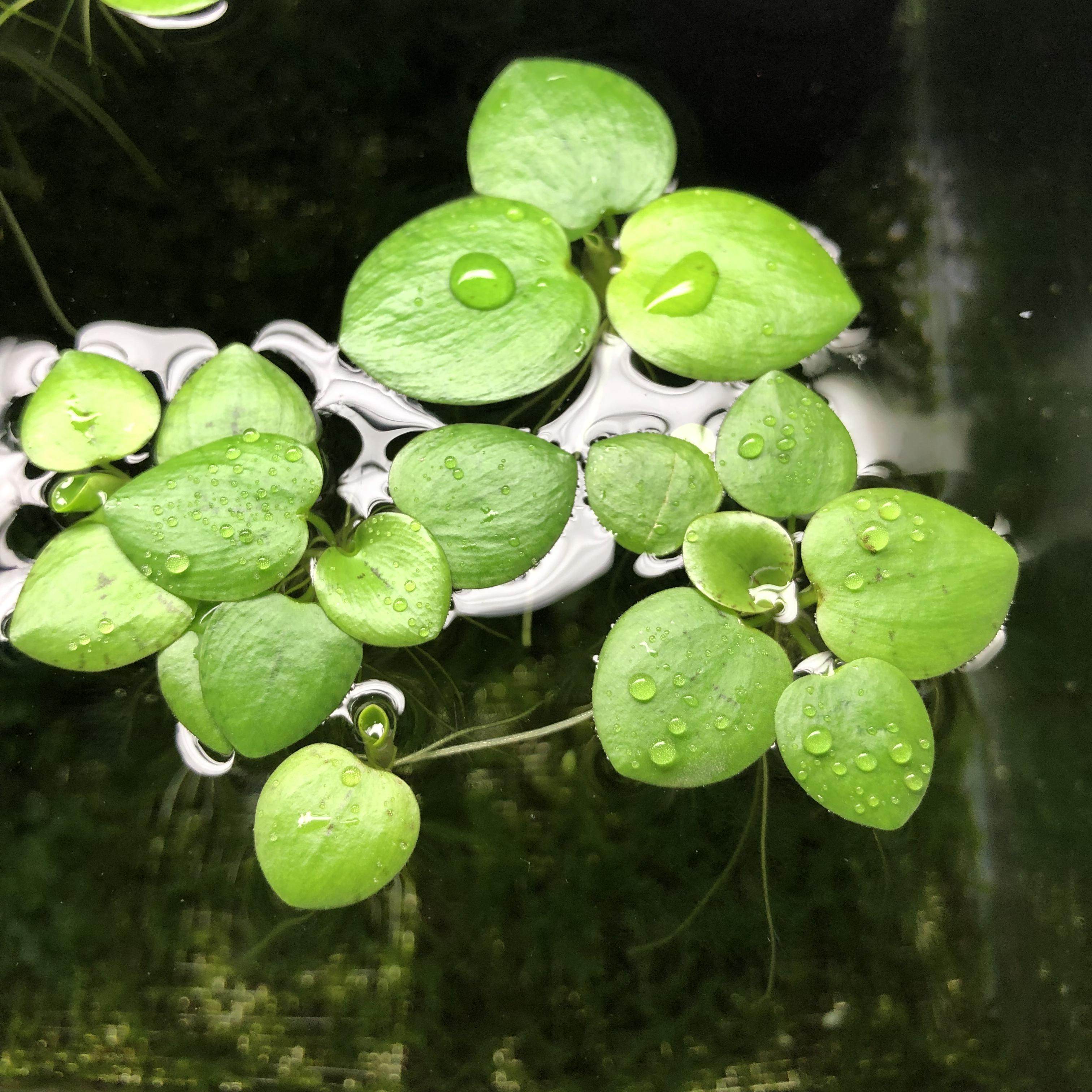 水草浮萍圆心净化水质水培绿植庭院办公室鱼虾水草