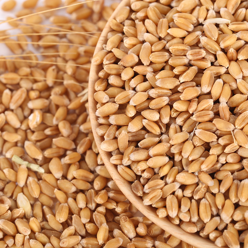 小麦5斤麦粒猫草麦子喂鸽麦种种子种籽鱼饵其它粮食