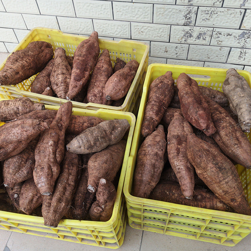 粉葛新鲜广西藤县和平农产品蔬菜水果柴葛根煲汤佳品葛根