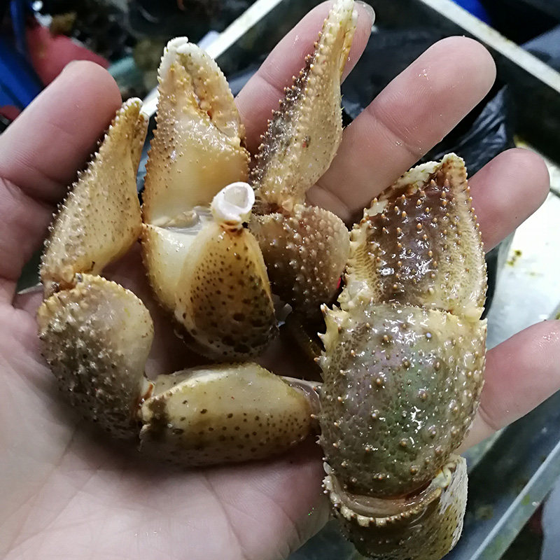 寄居大连特产新鲜蟹腿蟹蟹海怪腿蟹腿虾食用活虾