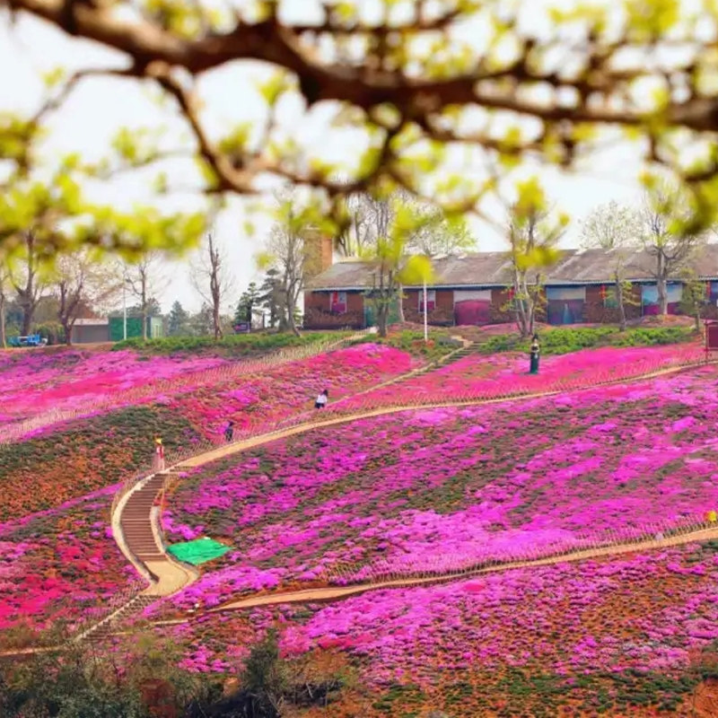 宜昌旅游湖北宜昌知音畔岛门票