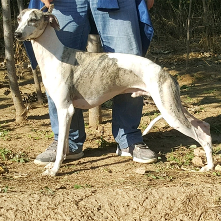 纯种格力力犬幼犬意大利灵缇犬细惠比惠比特特犬畜牧