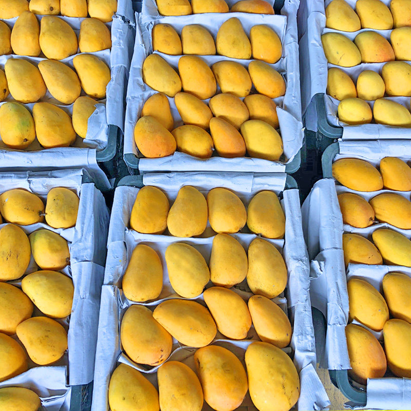 台农小芒果应季现摘新鲜整箱10斤鸡蛋海南时令芒果
