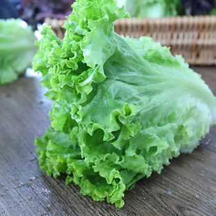 罗莎绿生菜山东新鲜蔬菜沙拉食材轻食叶菜类蔬菜500g 绿行者