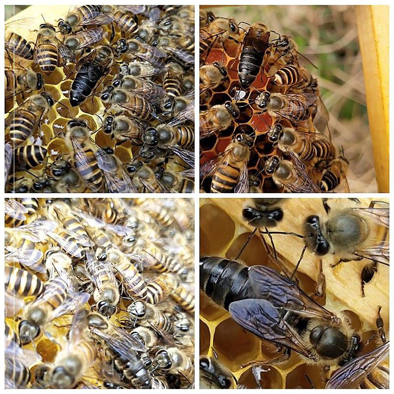 中蜂王产子王仓王中蜂蜂王高产王优质种蜂开产新王蜂王活体包邮
