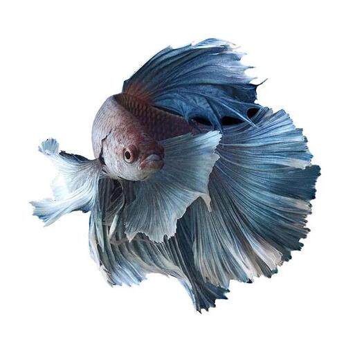 精品泰国斗鱼将军半月活体直播选鱼鱼